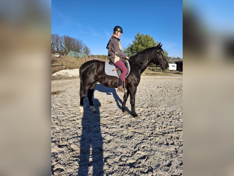 Schweres Warmblut Wałach 4 lat 164 cm Kara in Kamenz