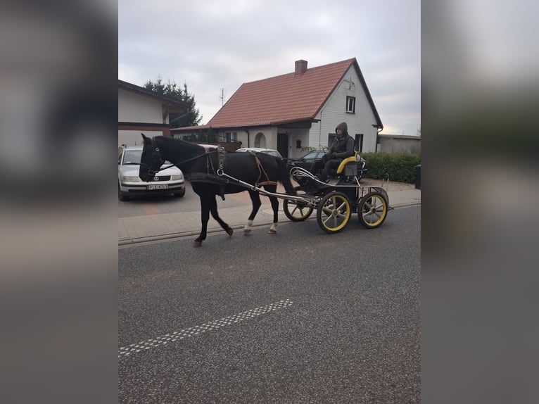 Schweres Warmblut Wałach 4 lat 164 cm Kara in Kamenz