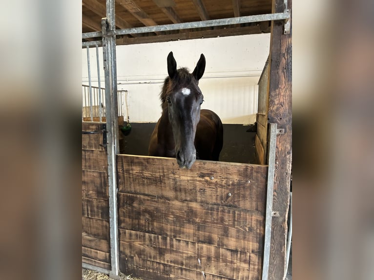 Schweres Warmblut Wałach 4 lat 164 cm Kara in Pfaffenhofen