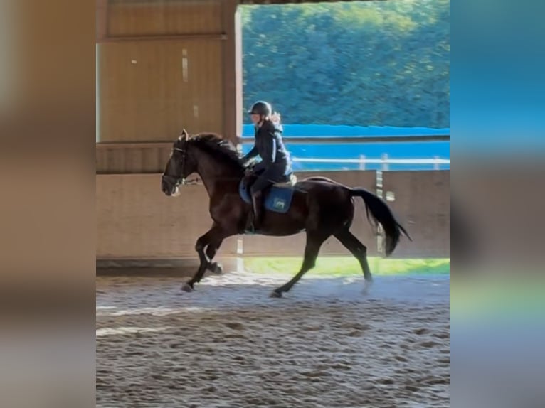 Schweres Warmblut Wałach 4 lat 164 cm Kara in Pfaffenhofen