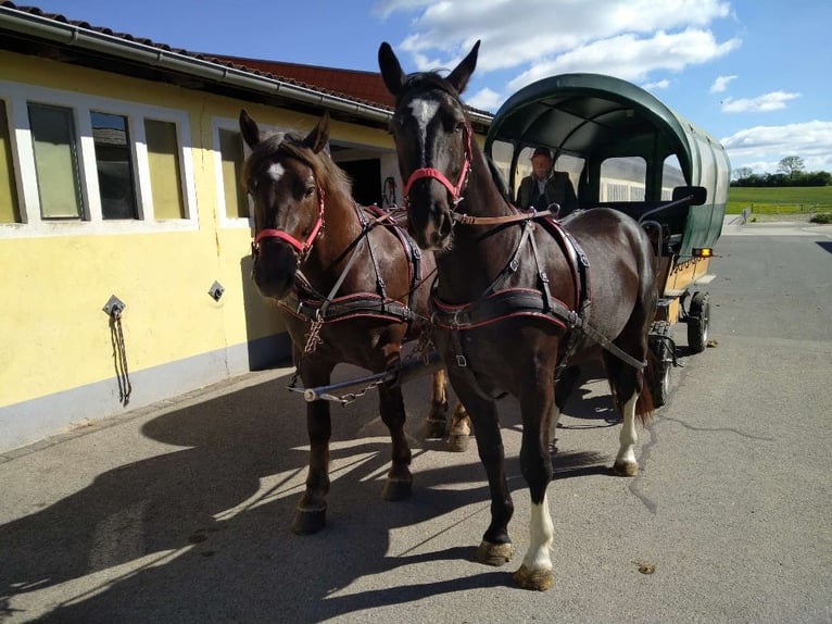 Schweres Warmblut Wałach 4 lat 164 cm Kara in Kamenz