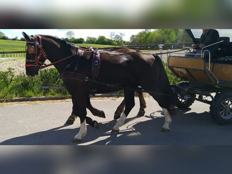 Schweres Warmblut Wałach 4 lat 164 cm Kara in Kamenz