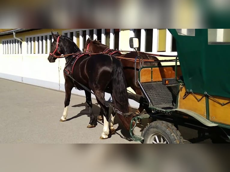 Schweres Warmblut Wałach 4 lat 164 cm Kara in Kamenz