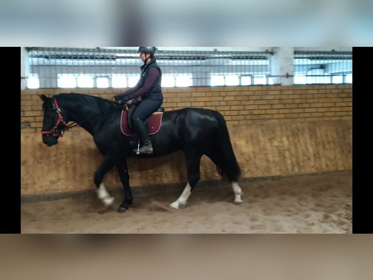 Schweres Warmblut Wałach 4 lat 164 cm Kara in Kamenz