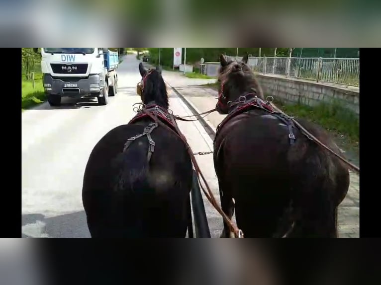 Schweres Warmblut Wałach 4 lat 164 cm Kara in Kamenz