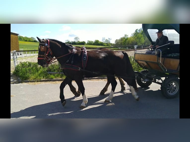 Schweres Warmblut Wałach 4 lat 164 cm Kara in Kamenz