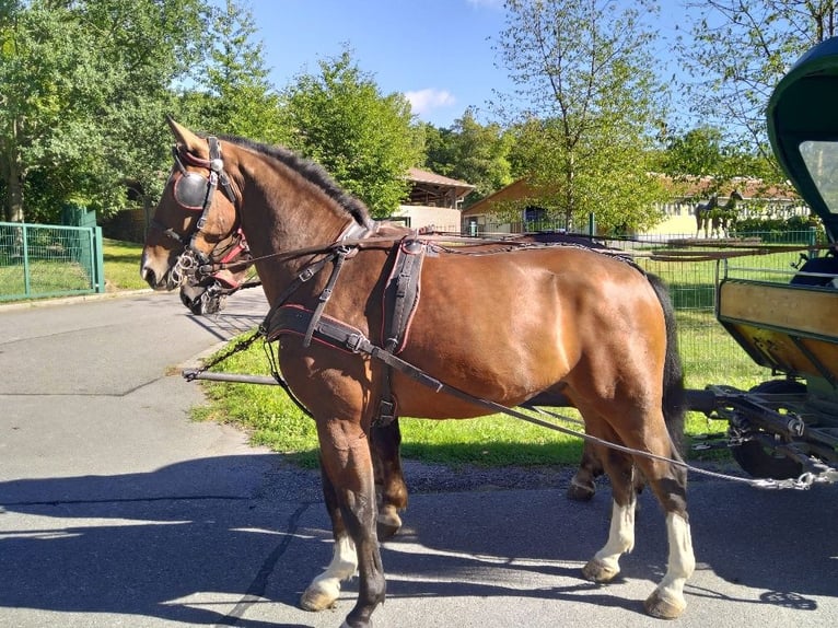 Schweres Warmblut Wałach 4 lat 165 cm Gniada in Kamenz