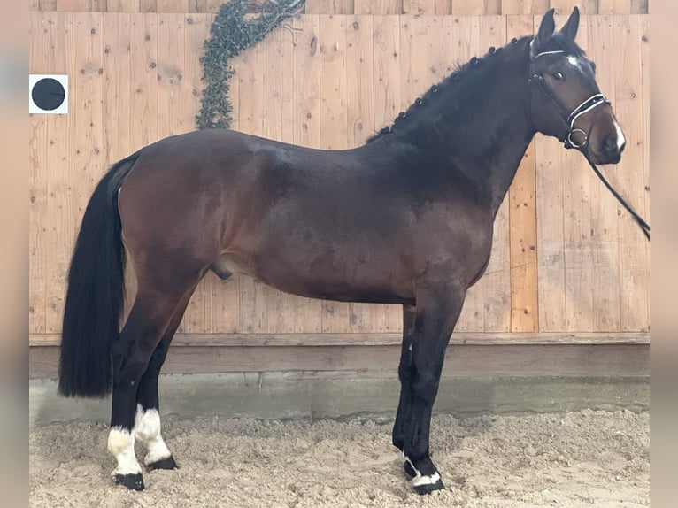 Schweres Warmblut Wałach 4 lat 165 cm Gniada in Riedlingen