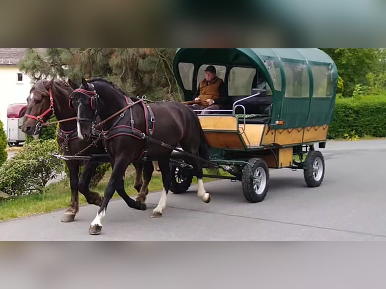 Schweres Warmblut Wałach 4 lat 165 cm Kara in Kamenz