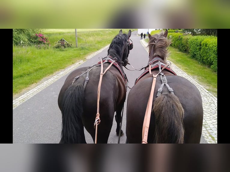 Schweres Warmblut Wałach 4 lat 165 cm Kara in Kamenz