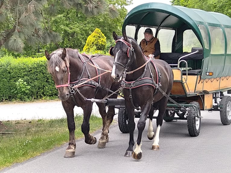 Schweres Warmblut Wałach 4 lat 165 cm Kara in Kamenz