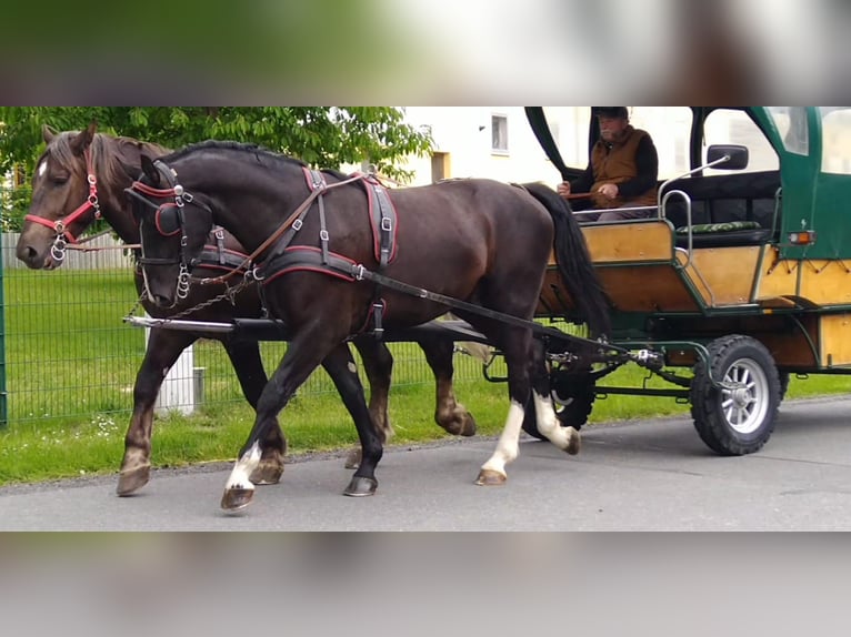 Schweres Warmblut Wałach 4 lat 165 cm Kara in Kamenz