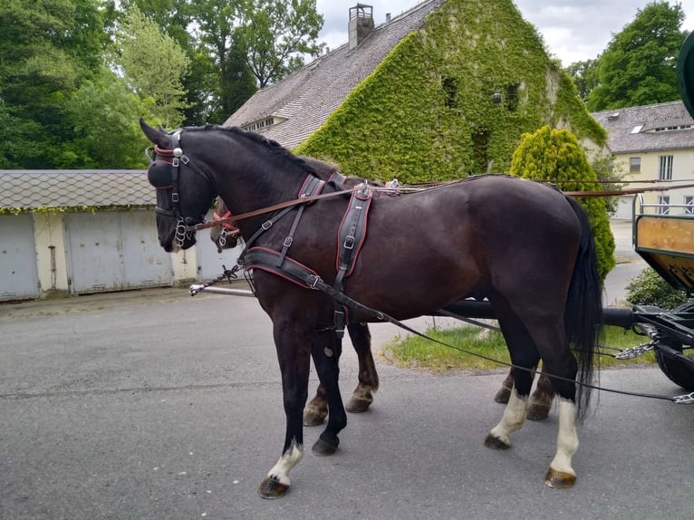 Schweres Warmblut Wałach 4 lat 165 cm Kara in Kamenz