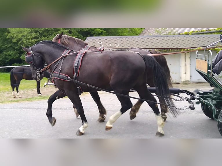Schweres Warmblut Wałach 4 lat 165 cm Kara in Kamenz