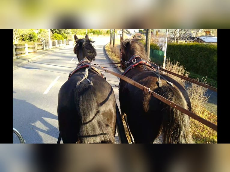 Schweres Warmblut Wałach 4 lat 166 cm Kara in Kamenz