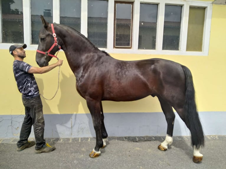 Schweres Warmblut Wałach 4 lat 166 cm Kara in Kamenz