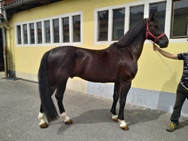 Schweres Warmblut Wałach 4 lat 166 cm Kara in Kamenz