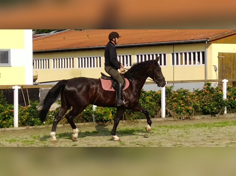 Schweres Warmblut Wałach 4 lat 166 cm Kara in Kamenz