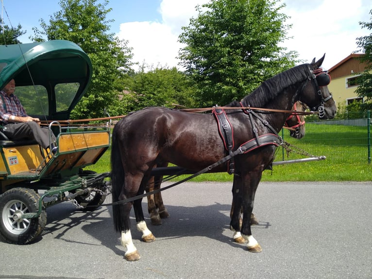 Schweres Warmblut Wałach 4 lat 166 cm Kara in Kamenz