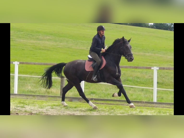 Schweres Warmblut Wałach 4 lat 166 cm Kara in Kamenz