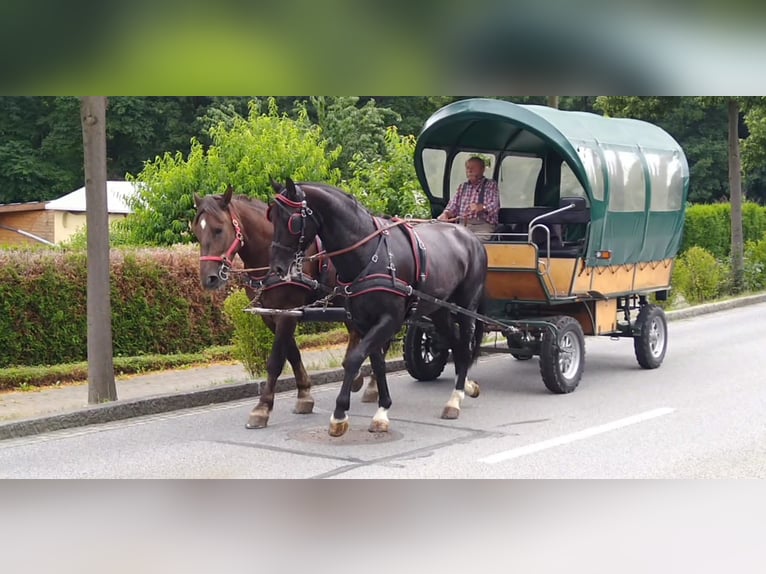 Schweres Warmblut Wałach 4 lat 166 cm Kara in Kamenz