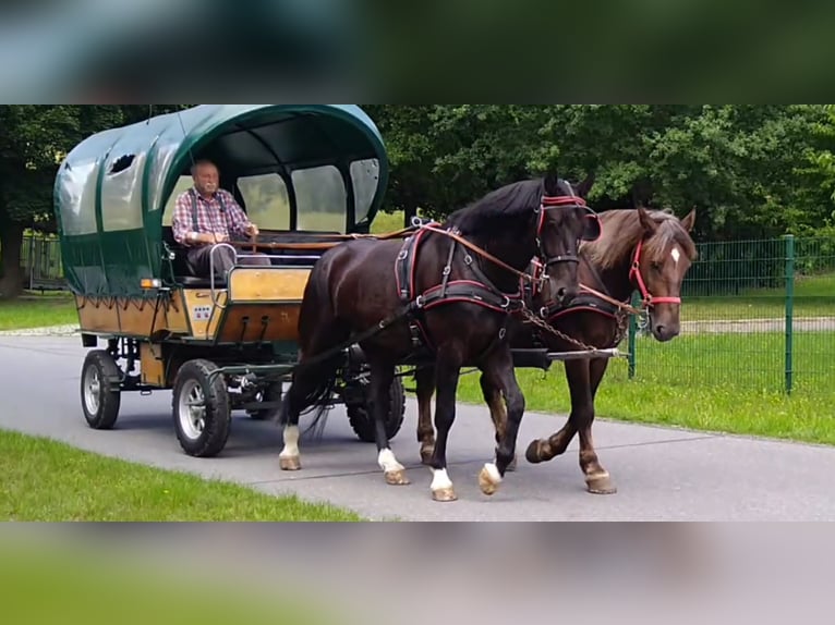Schweres Warmblut Wałach 4 lat 166 cm Kara in Kamenz