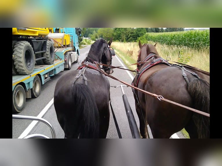 Schweres Warmblut Wałach 4 lat 166 cm Kara in Kamenz