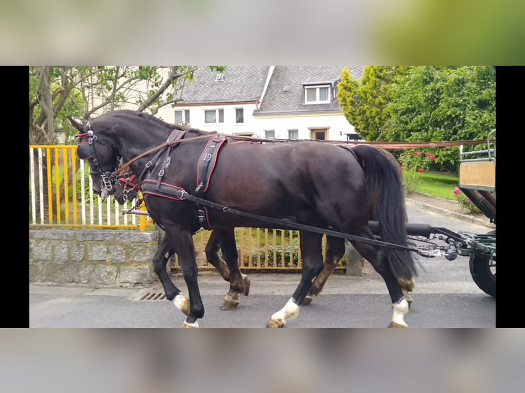 Schweres Warmblut Wałach 4 lat 166 cm Kara in Kamenz