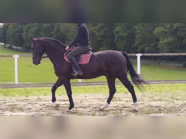 Schweres Warmblut Wałach 4 lat 166 cm Kara in Kamenz