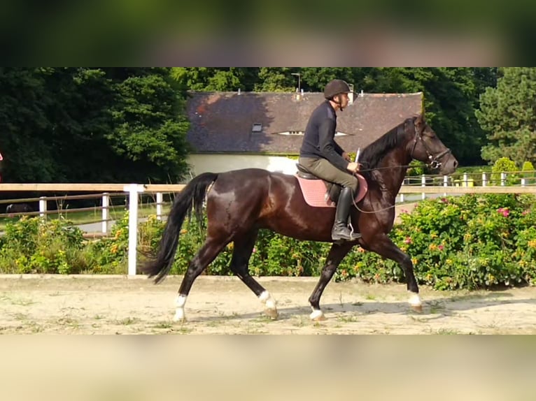 Schweres Warmblut Wałach 4 lat 166 cm Kara in Kamenz