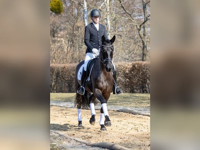 Schweres Warmblut Wałach 4 lat 167 cm Kara in Moritzburg