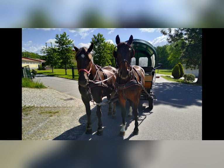 Schweres Warmblut Wałach 4 lat 168 cm Gniada in Kamenz