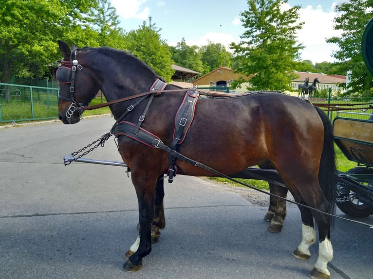 Schweres Warmblut Wałach 4 lat 168 cm Gniada in Kamenz