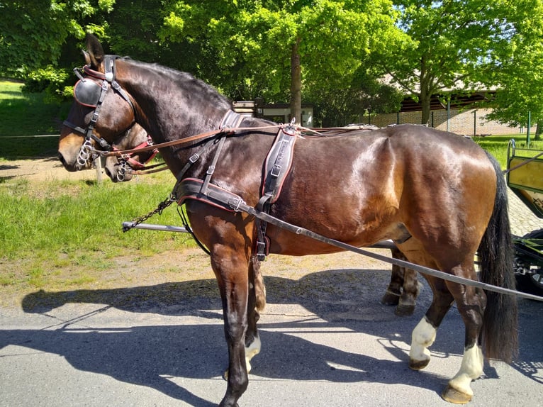 Schweres Warmblut Wałach 4 lat 168 cm Gniada in Kamenz