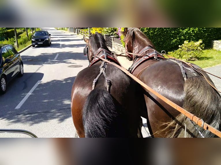 Schweres Warmblut Wałach 4 lat 168 cm Gniada in Kamenz