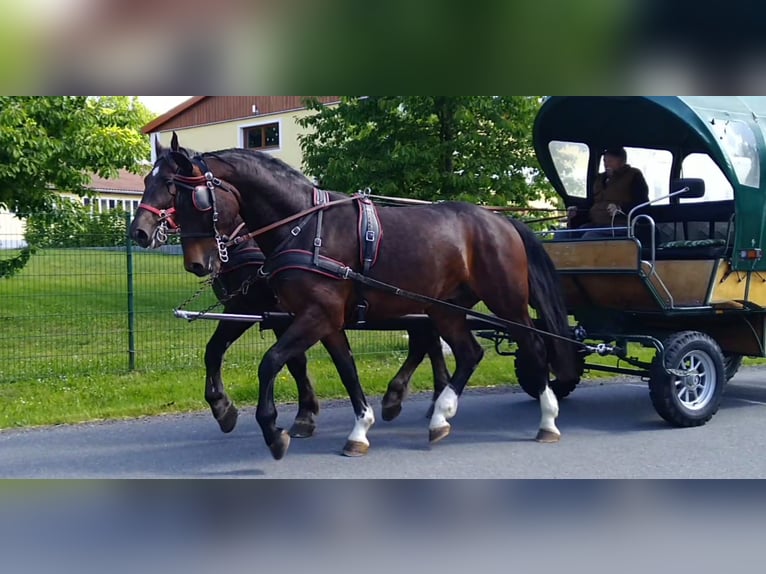 Schweres Warmblut Wałach 4 lat 168 cm Gniada in Kamenz