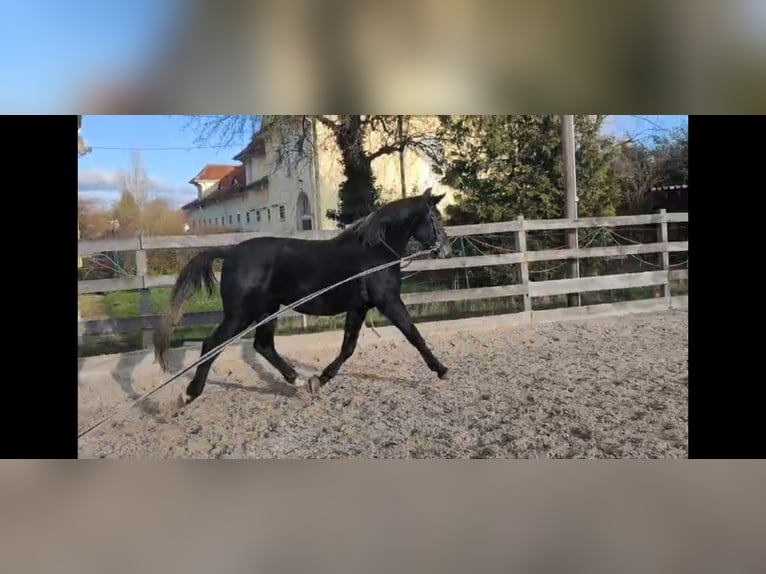 Schweres Warmblut Wałach 4 lat 168 cm Karosiwa in Hannover