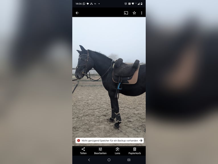 Schweres Warmblut Wałach 4 lat 168 cm Karosiwa in Hannover