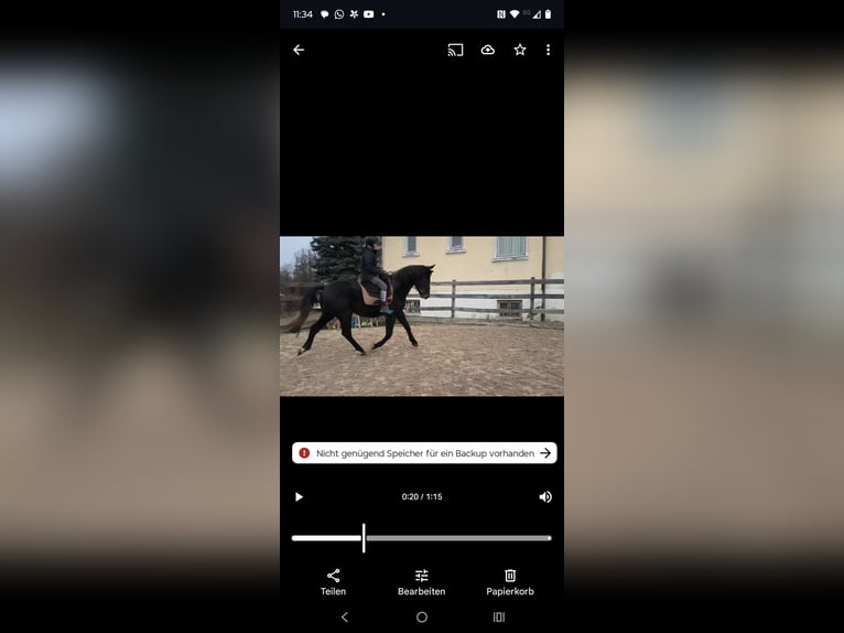 Schweres Warmblut Wałach 4 lat 168 cm Karosiwa in Hannover