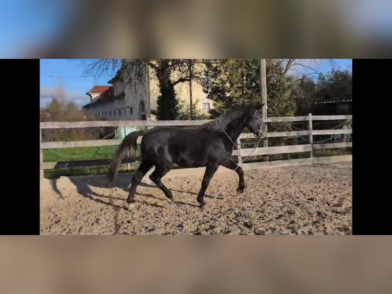 Schweres Warmblut Wałach 4 lat 168 cm Karosiwa in Hannover