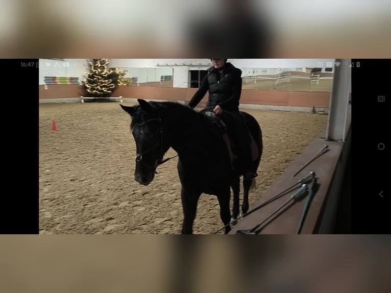 Schweres Warmblut Wałach 4 lat 168 cm Karosiwa in Hannover