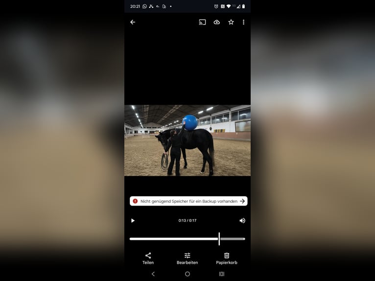 Schweres Warmblut Wałach 4 lat 168 cm Karosiwa in Hannover