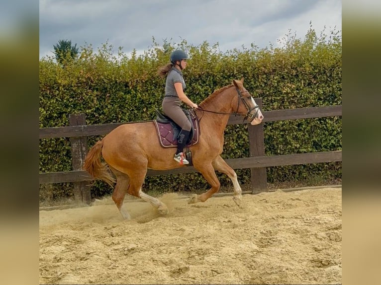 Schweres Warmblut Wałach 4 lat 168 cm Kasztanowata in Daleiden