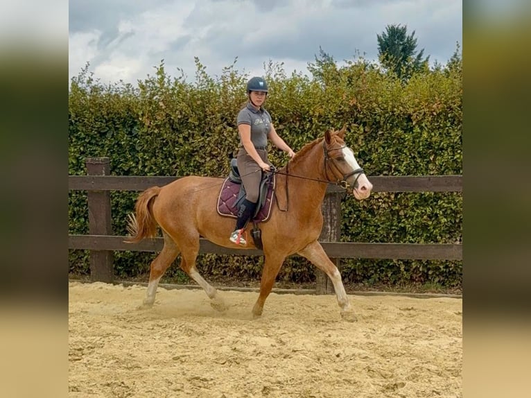Schweres Warmblut Wałach 4 lat 168 cm Kasztanowata in Daleiden