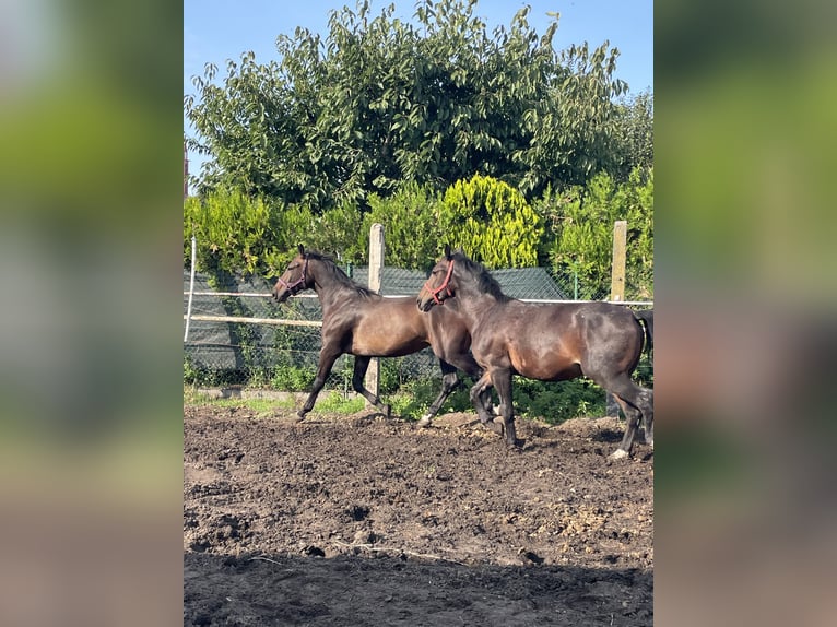 Schweres Warmblut Wałach 4 lat 170 cm Gniada in Thießen