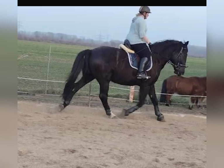 Schweres Warmblut Wałach 4 lat 172 cm Kara in Calbe