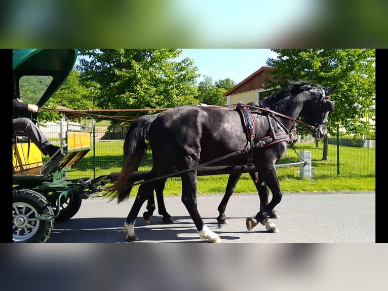 Schweres Warmblut Wałach 4 lat 172 cm Karosiwa in Kamenz