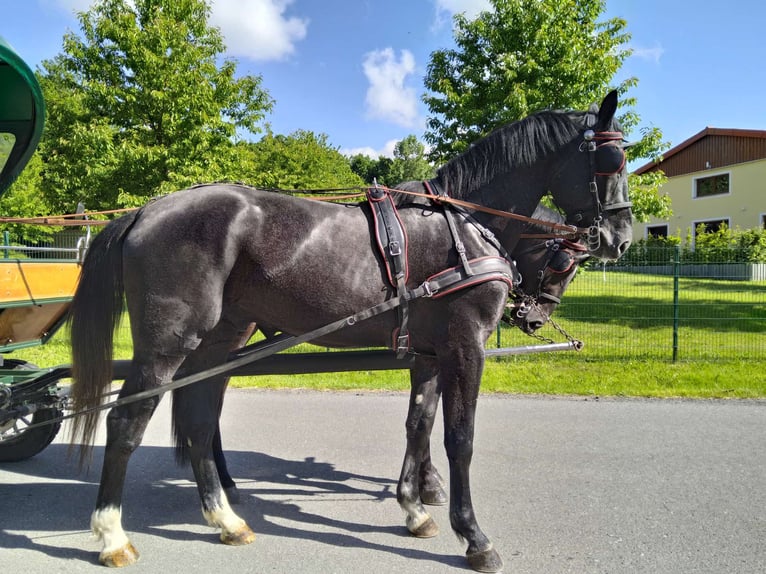 Schweres Warmblut Wałach 4 lat 172 cm Karosiwa in Kamenz