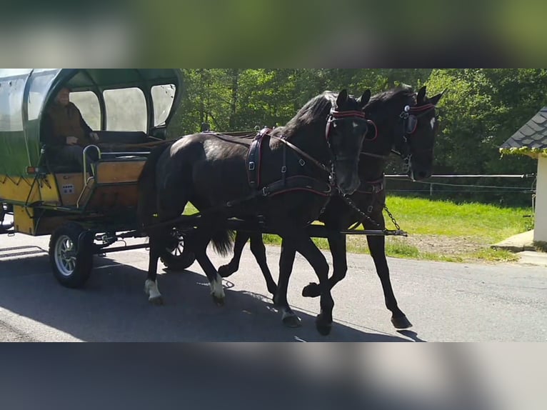 Schweres Warmblut Wałach 4 lat 172 cm Karosiwa in Kamenz