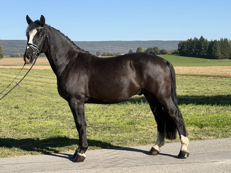 Schweres Warmblut Wałach 4 lat Kara in Riedlingen